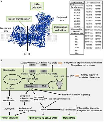 The Mitochondrial Complex(I)ty of Cancer